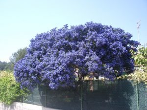 Tree Ceanothus, Fragrant Ceanothe, California Lilac
