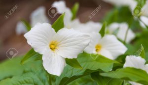 Trillium grandiflorum / Trillium blanco, Trillium de flor grande