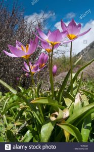 Tulipa saxatilis / Tulipán de Creta