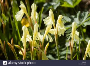 Yellow Roscoea, Roscoea de floración temprana, orquídea jengibre