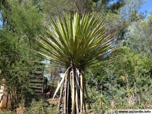 Yucca faxoniana / Yucca de Faxon