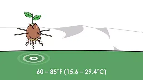 10-10-10 Fertilizante: Lo que es, y la forma correcta e incorrecta de usarlo