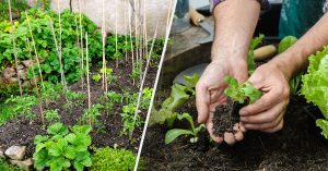 10 pasos fáciles para empezar a cultivar la tierra este año