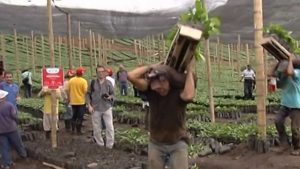 10 verdes alternativos fáciles de cultivar para diversificar su ensalada