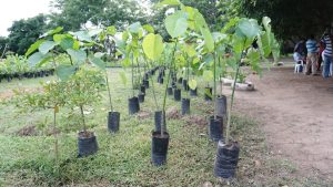 11 frugales semillas de inicio para poner en marcha su jardín