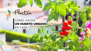 12 pasos para elegir la mejor ubicación para su jardín de vegetales