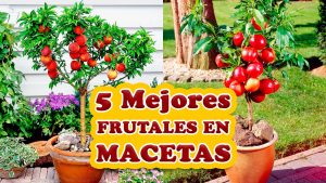 13 Las mejores frutas y bayas que se pueden cultivar fácilmente en un jardín de contenedores