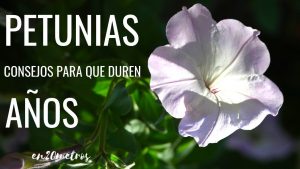 14 Consejos prácticos para que sus cultivos de jardín duren más cada año