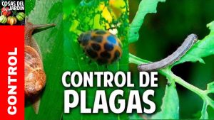 14 de las peores plagas de jardín y cómo controlarlas