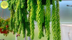 14 Hierbas versátiles que crecen en la sombra