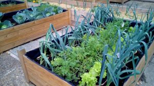 14 Lo que se debe y lo que no se debe hacer al cultivar un jardín de vegetales orgánicos