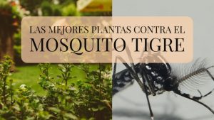 14 Plantas repelentes de mosquitos para plantar en su jardín