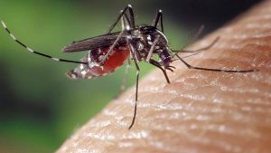 14 plantas repelentes de mosquitos que realmente las mantienen alejadas