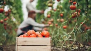 15 de las mejores variedades de tomate que debe plantar en su jardín