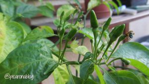 15 plantas anuales que vale la pena revisar