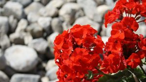 16 consejos beneficiosos para los jardineros de macetas por primera vez