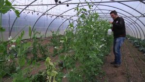 16 herbicidas naturales para mantener su jardín magnífico