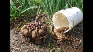 17 consejos para cultivar, cosechar y almacenar vegetales de raíz con éxito