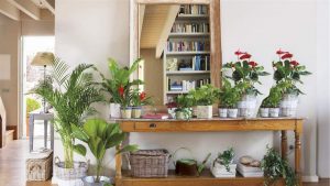 17 mejores árboles de interior para su casa y cómo cuidarlos