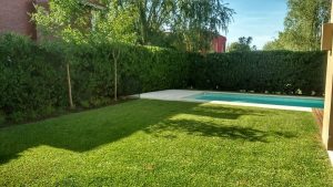 18 formas más efectivas de controlar las malas hierbas en su jardín o césped