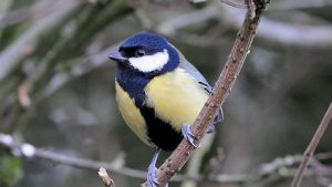 19 aves británicas comunes que se pueden encontrar en su jardín