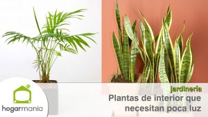 20 plantas de interior y exterior que no necesitan sol
