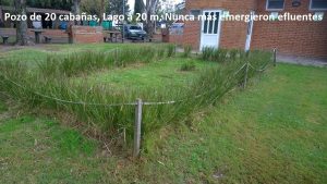 20 plantas invasivas vendidas en viveros que nunca debes usar