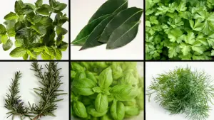 21 tipos de albahaca que son hermosas, sabrosas y completamente deliciosas