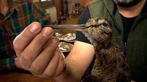 23 plantas domésticas de poca luz que son fáciles de mantener y (casi) imposibles de matar