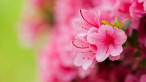 25 arbustos de flores que añaden belleza a tu jardín