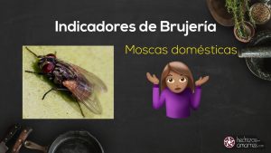 26 consejos para proteger su jardín contra insectos, bichos y enfermedades