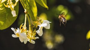 28 deliciosas flores que atraen a las abejas a su jardín