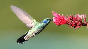 28 hermosas flores que atraen a los colibríes