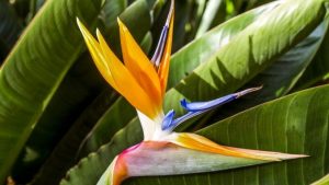 28 hierbas medicinales que necesita tener en su jardín