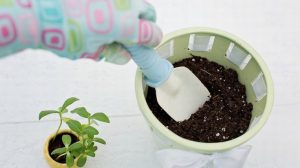 3 pasos fáciles para cultivar hierbas en el interior (y 5 hierbas de inspiración para el jardín)