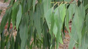 32 de los mejores árboles de crecimiento rápido para plantar en su jardín