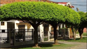 34 Árboles de sombra de rápido crecimiento que son aprobados en verano