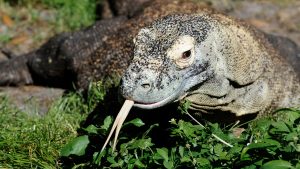 35 plantas resistentes a los ciervos para mantener su jardín seguro
