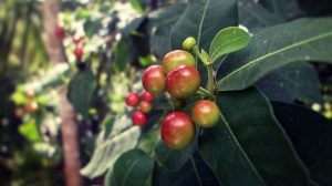 37 plantas comunes que son venenosas para los perros