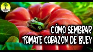 4 formas rápidas de guardar semillas de tomate para su próxima temporada de siembra