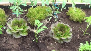 45 mejores plantas de invernadero para aprovechar al máximo su espacio