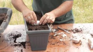6 consejos sencillos para plantar sus plantas de jardín perfectamente cada vez