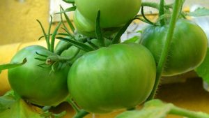 6 métodos sencillos que explican cómo madurar más rápido los tomates