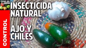 6 pesticidas caseros fáciles de usar que realmente funcionan