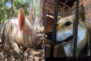 7 enormes beneficios de mantener los gatos de granja en su casa