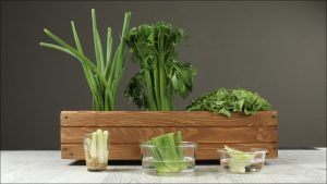 8 vegetales más fáciles de cultivar aunque no sepas nada de jardinería