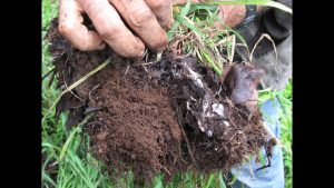 9 consejos para mejorar la calidad del suelo en su jardín y obtener mejores cosechas
