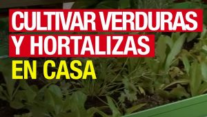 9 pasos para decidir qué plantar en su jardín de vegetales