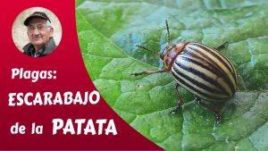 9 Soluciones efectivas para deshacerse de los escarabajos japoneses