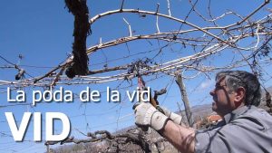 Aprende a podar las vides para una cosecha fructífera